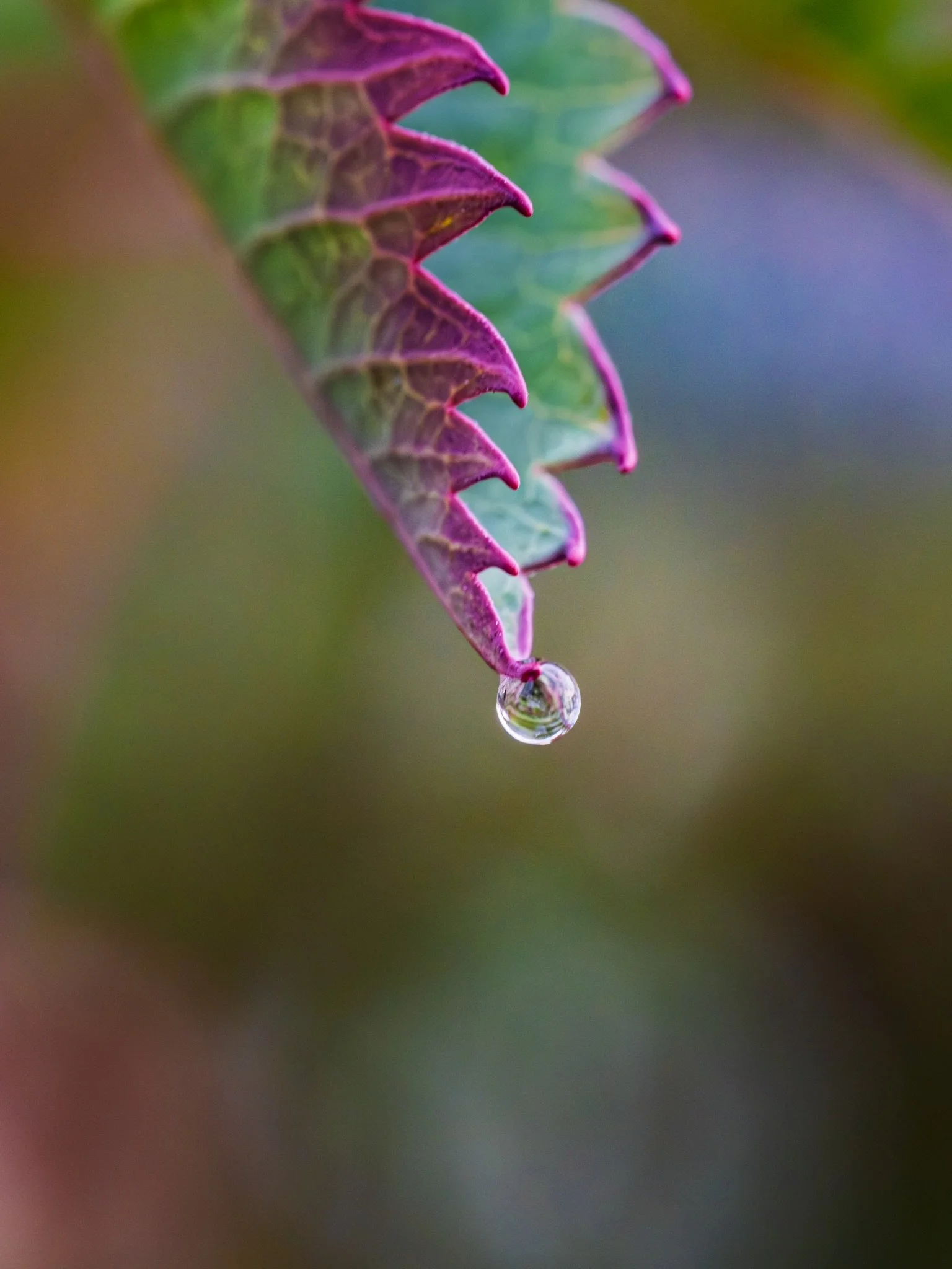 Out early this morning taking photographs for a conference I&rsquo;m presenting for next week, but also had a macro lens with me, given to me by my mate @stevehealy5 &hellip; so had a little play. 

Much to learn with this but I really enjoyed the sl