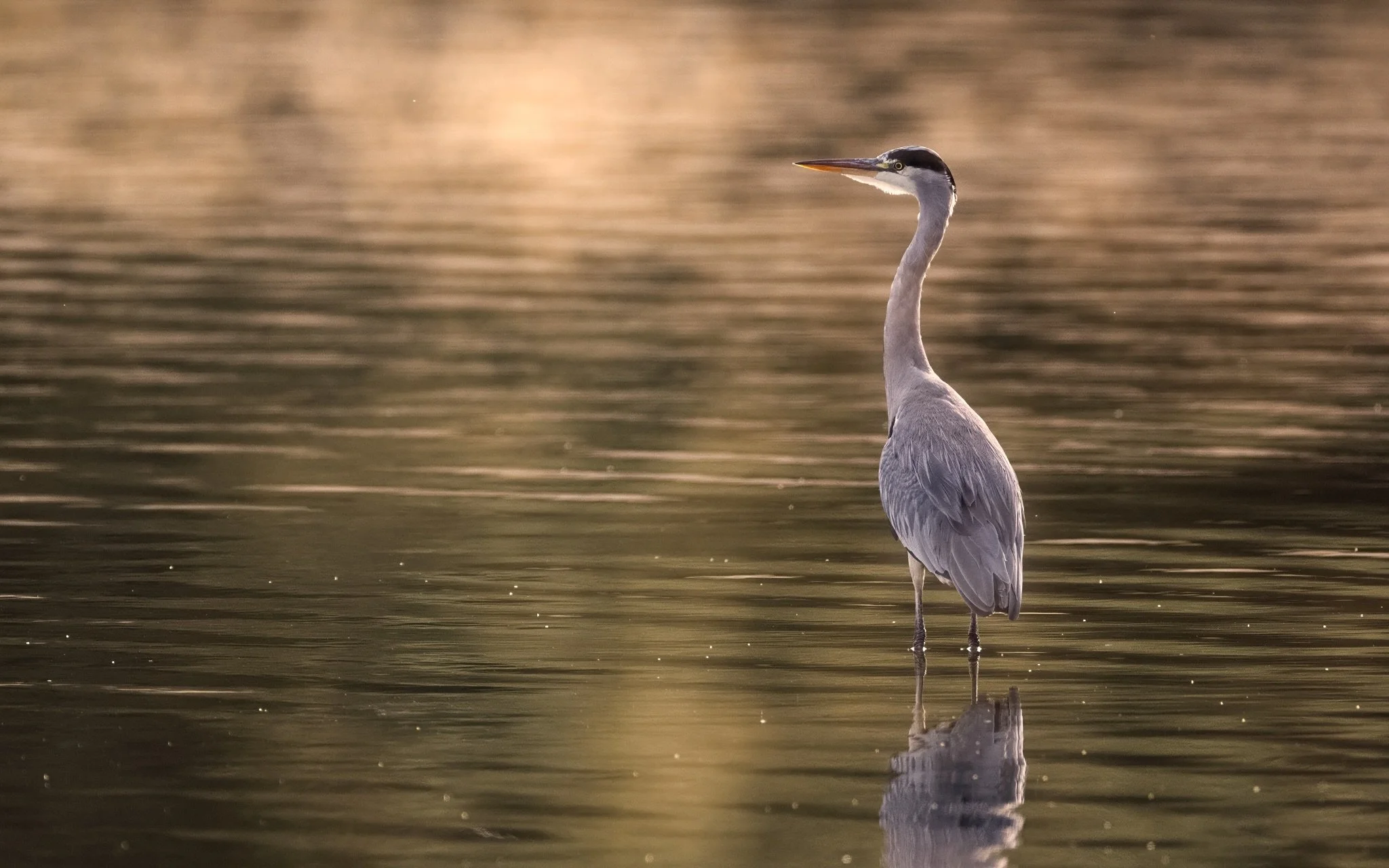 My first ever go at Wildlife Photography this morning, out early to photograph Kingfishers and other bird life on a local reservoir.

I was with my Buddy ‪m @benkapurphoto ‬ who set my Canon R5 II up for what I&rsquo;d need with Back Button Focus, Ey