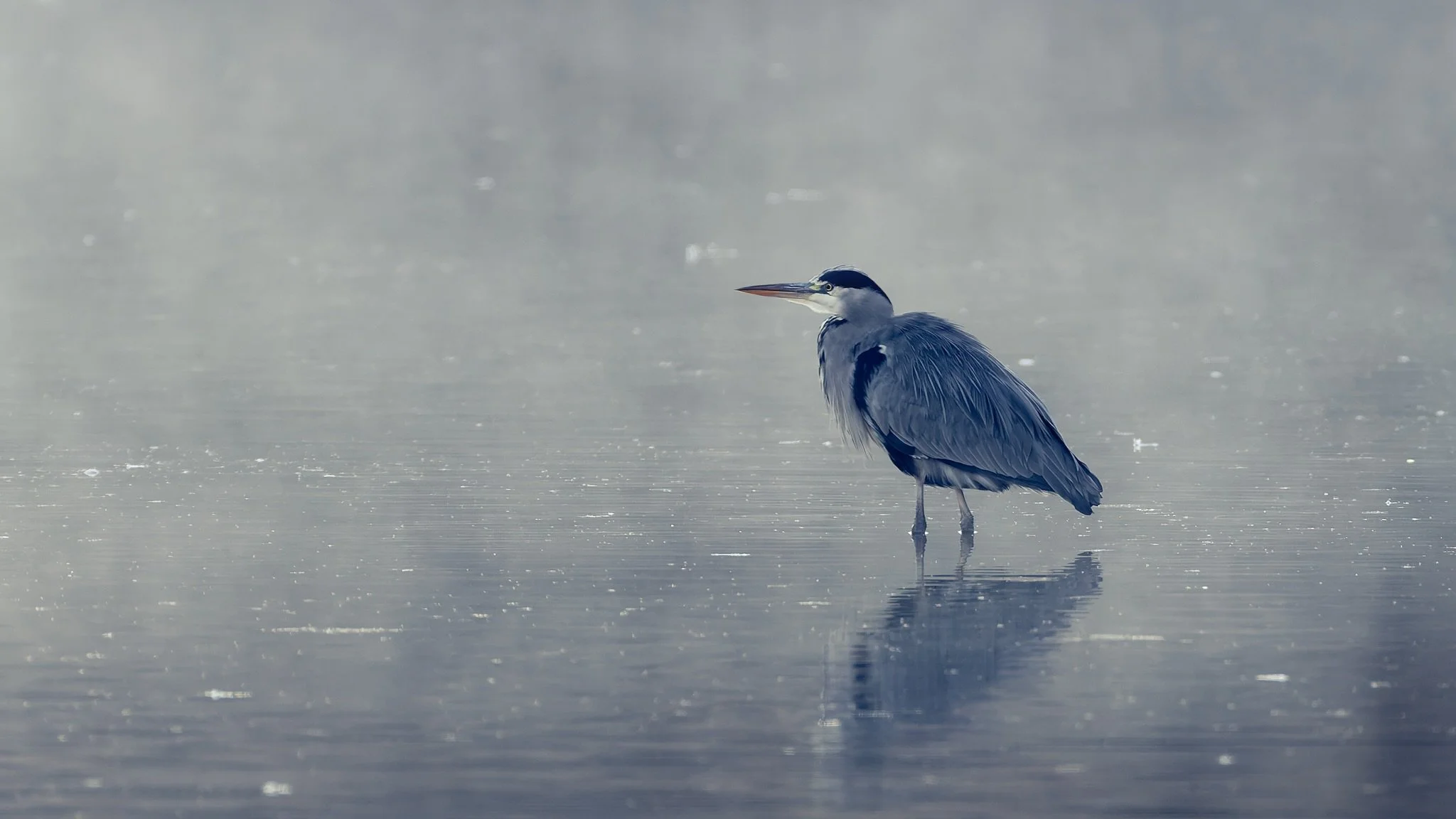 I was out early this morning meeting up with my mate @benkapurphoto for some more Wildlife Photography down at the local reservoir, and hopefully another chance at photographing the resident Kingfisher. 

Conditions were incredible!

A cool start to 