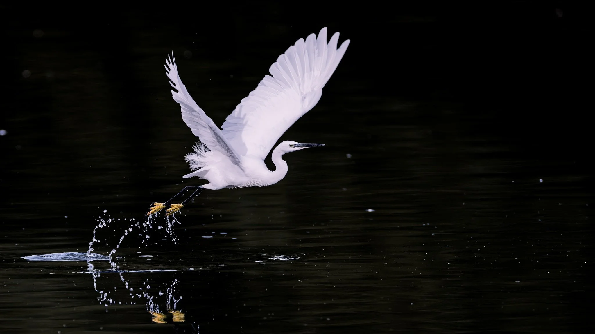 I think it&rsquo;s fair to say I&rsquo;m REALLY enjoying wildlife photography and loving the learning curve as it&rsquo;s so different to what I normally do. 

Little Egret photographed using my Canon R5 II with the EF 400mm f/2.8 III with 1.4x Telec