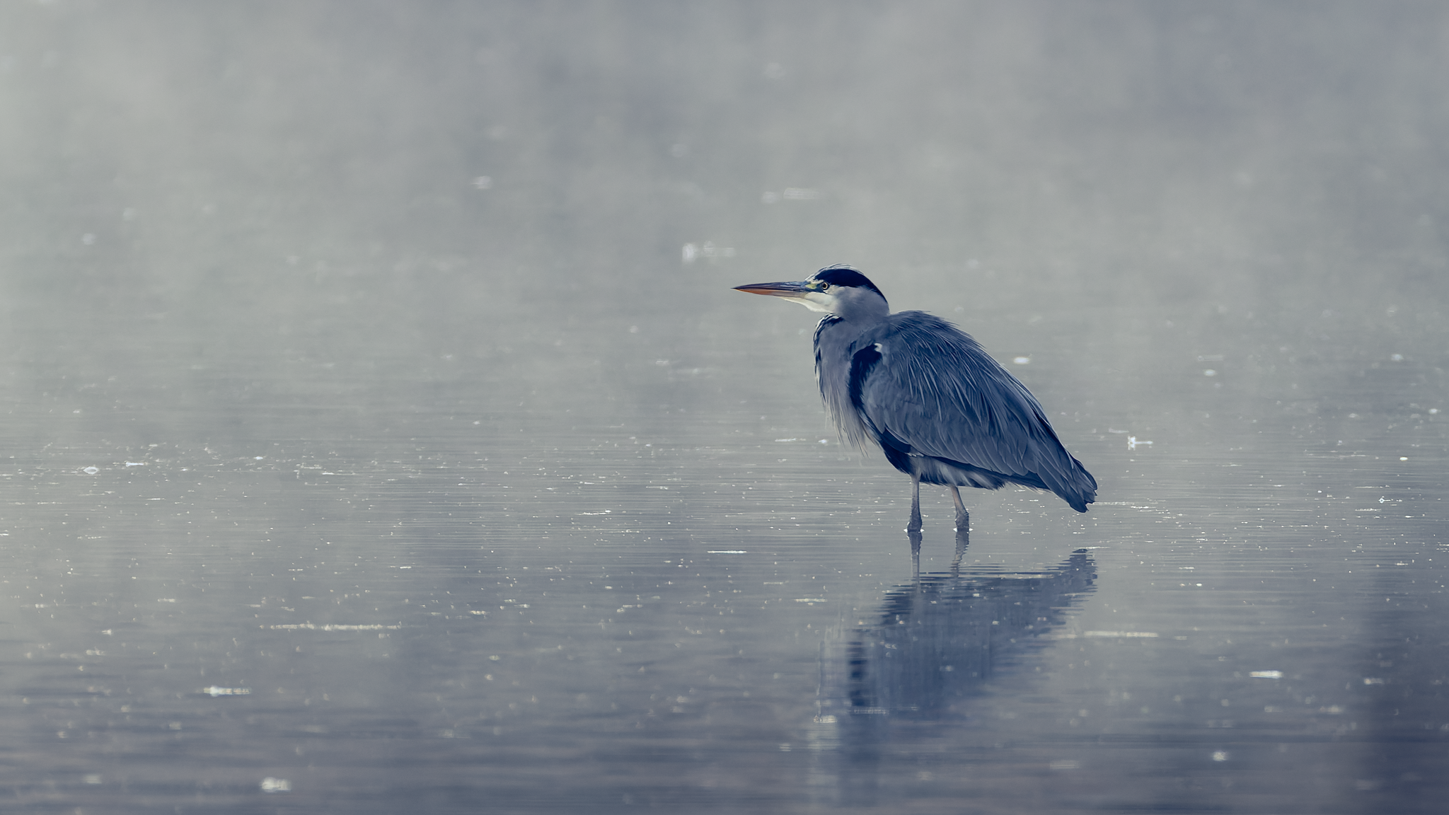 Still After That Kingfisher