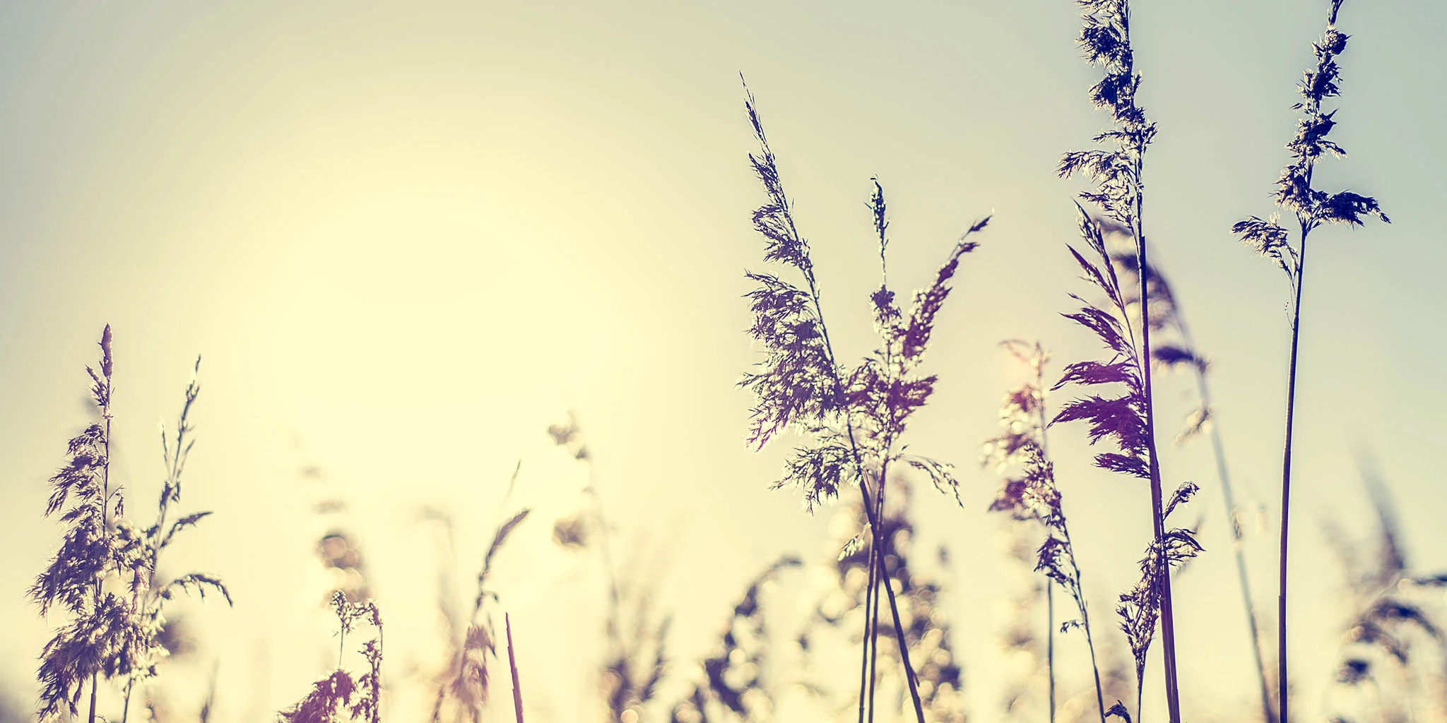 In the Reeds