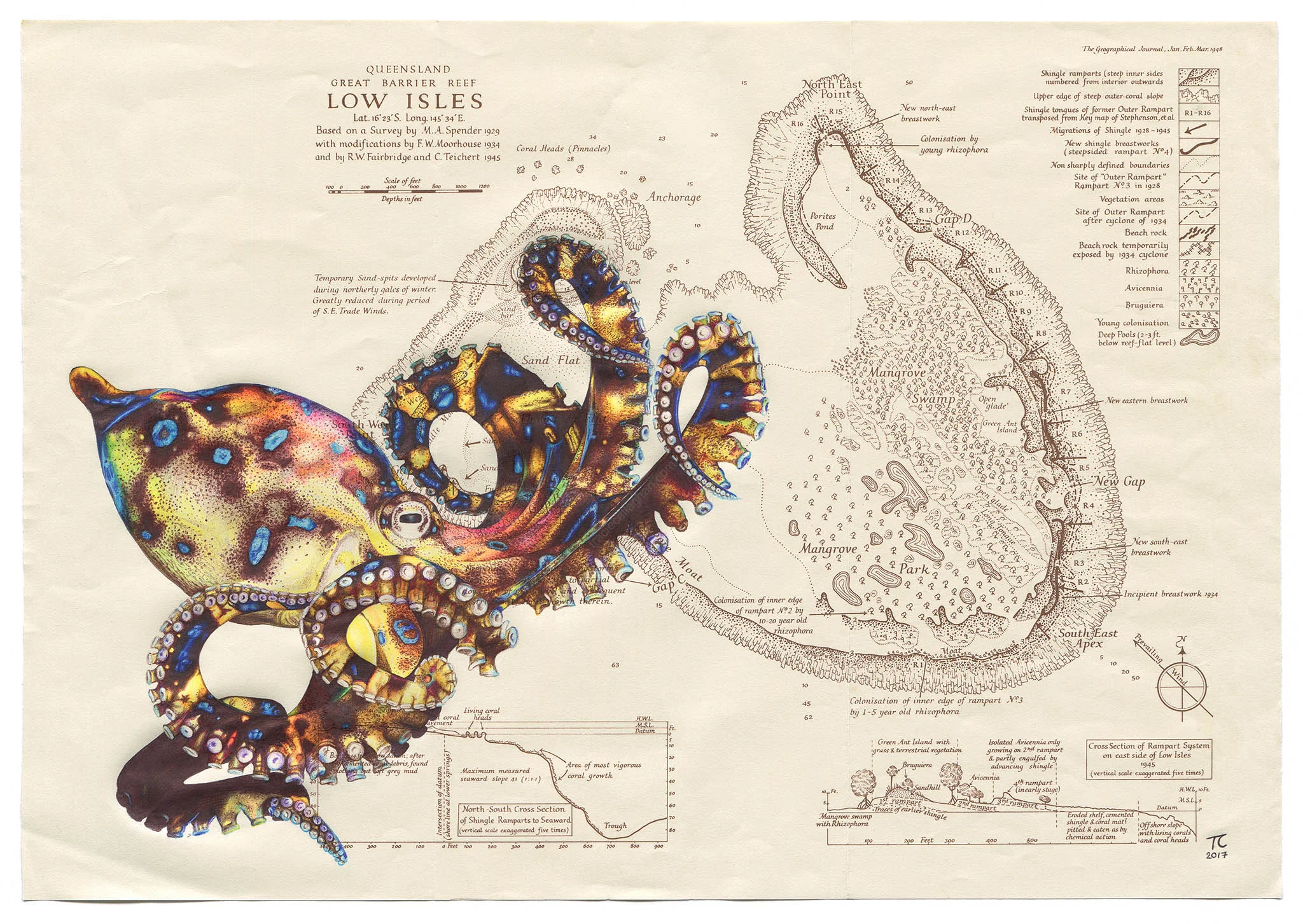 Blue Ringed Octopus