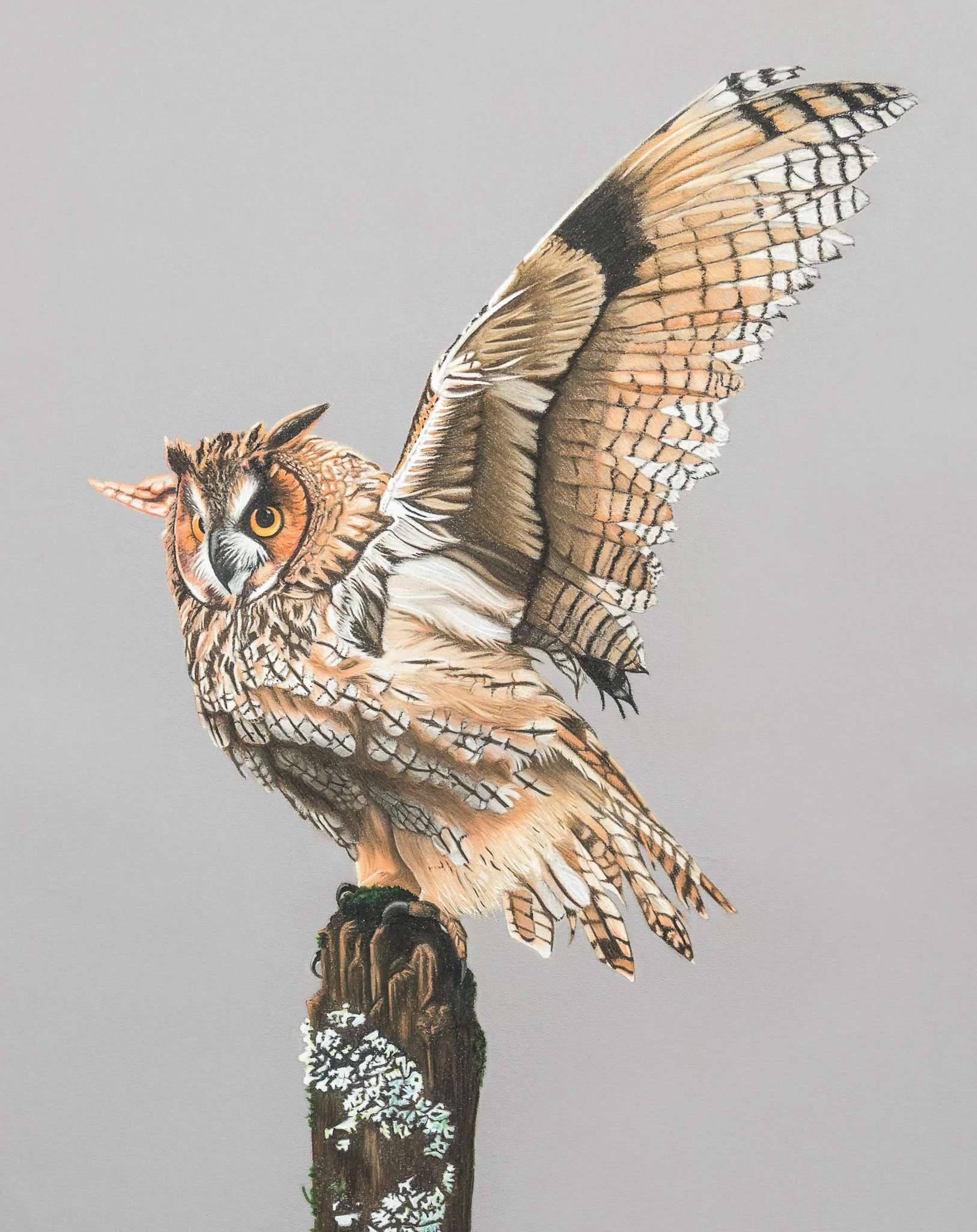 Long Eared Owl