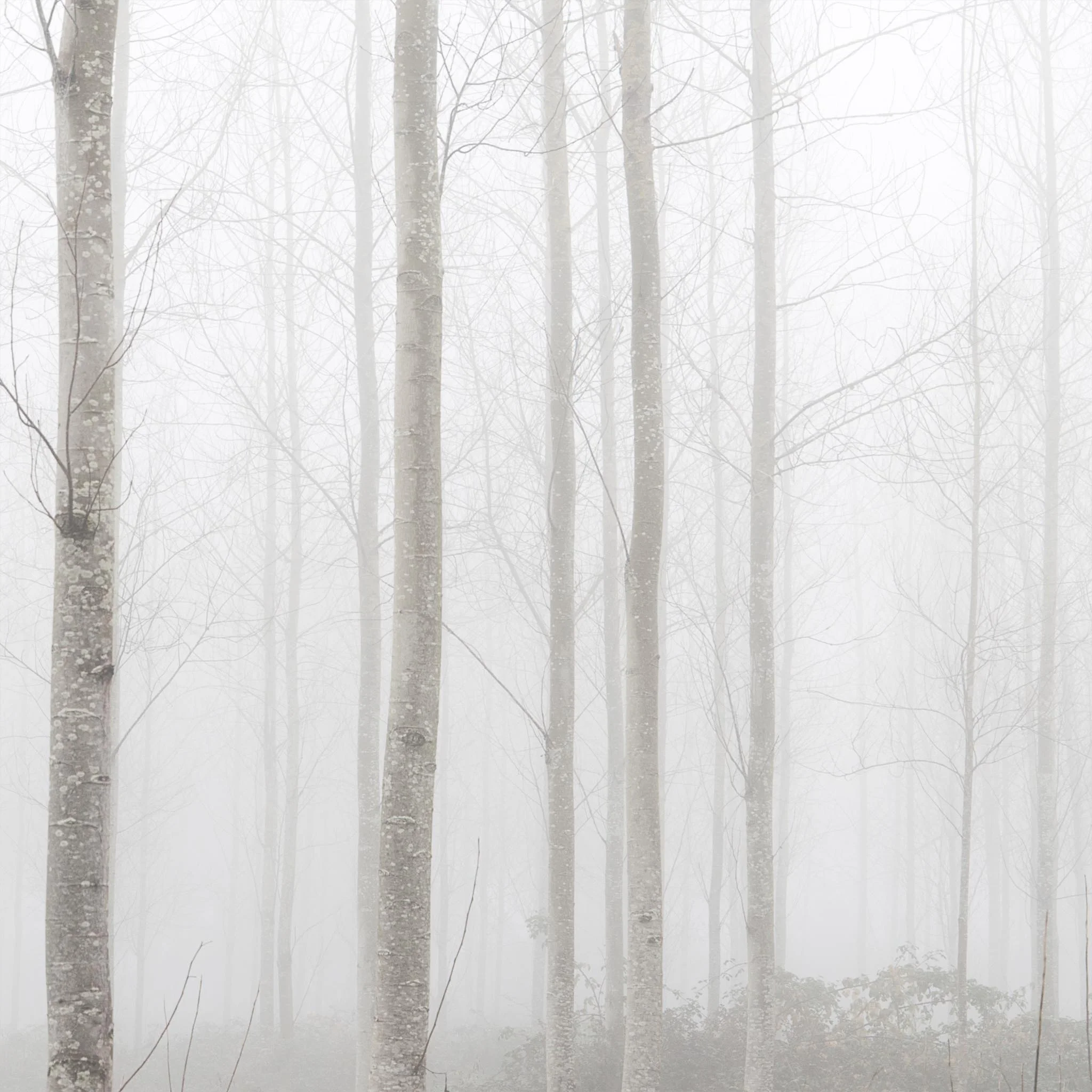 Misty Woods