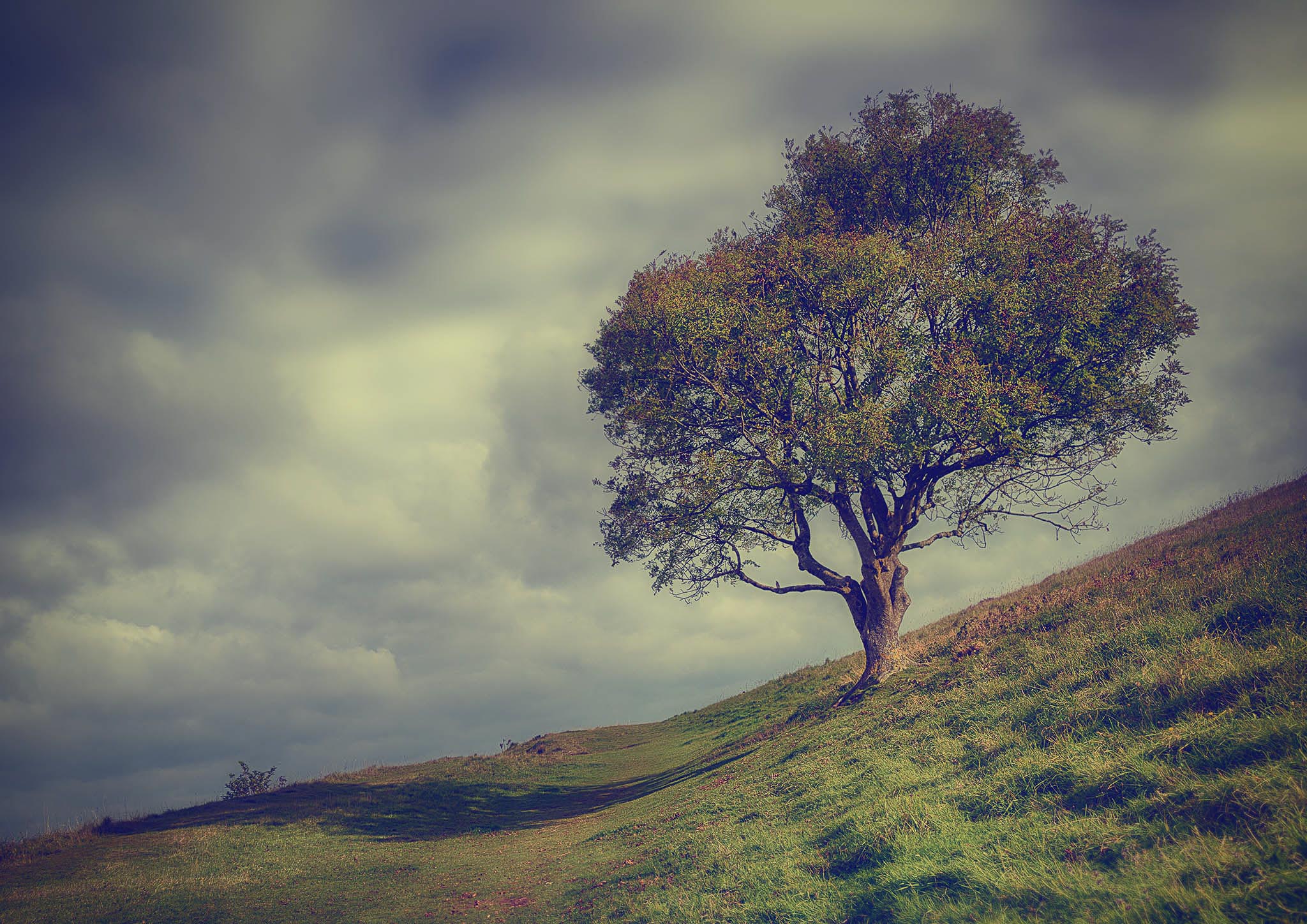 Lone Tree