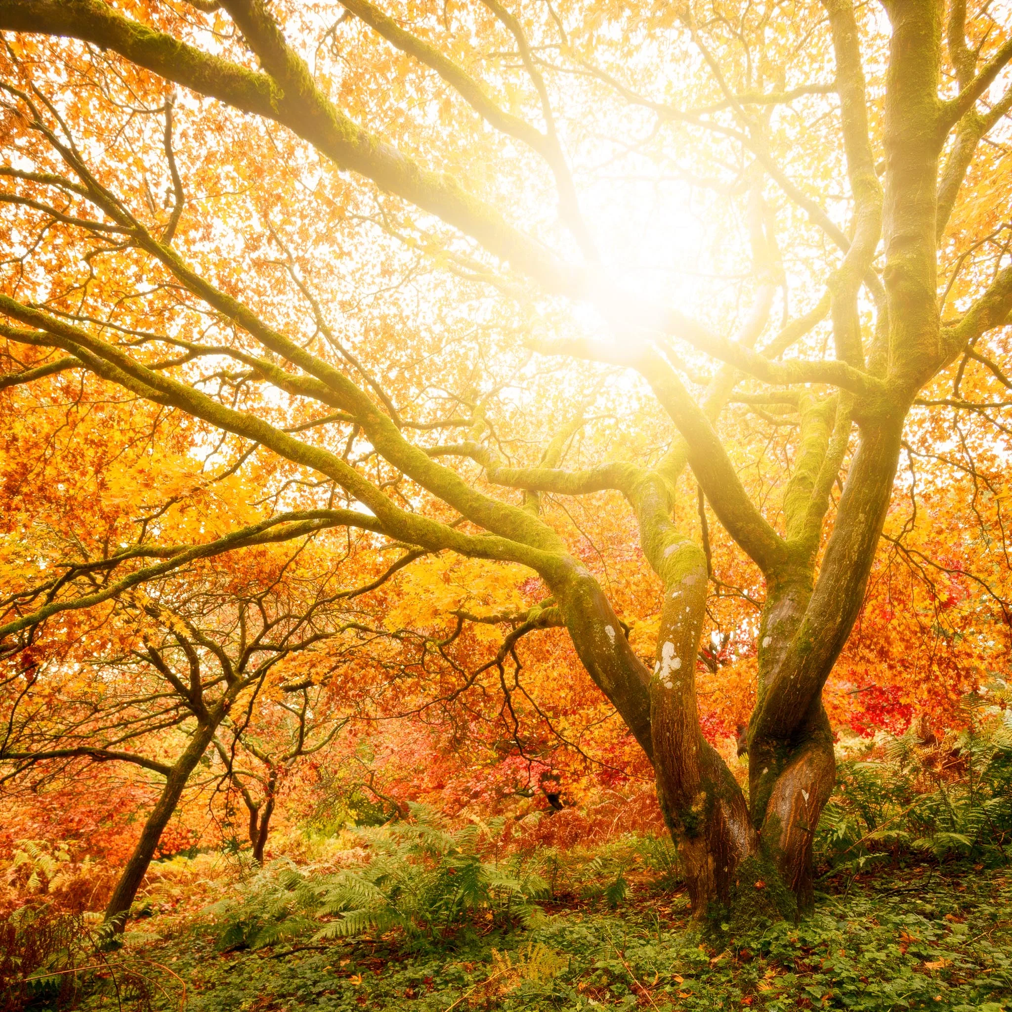 Twisted Autumn