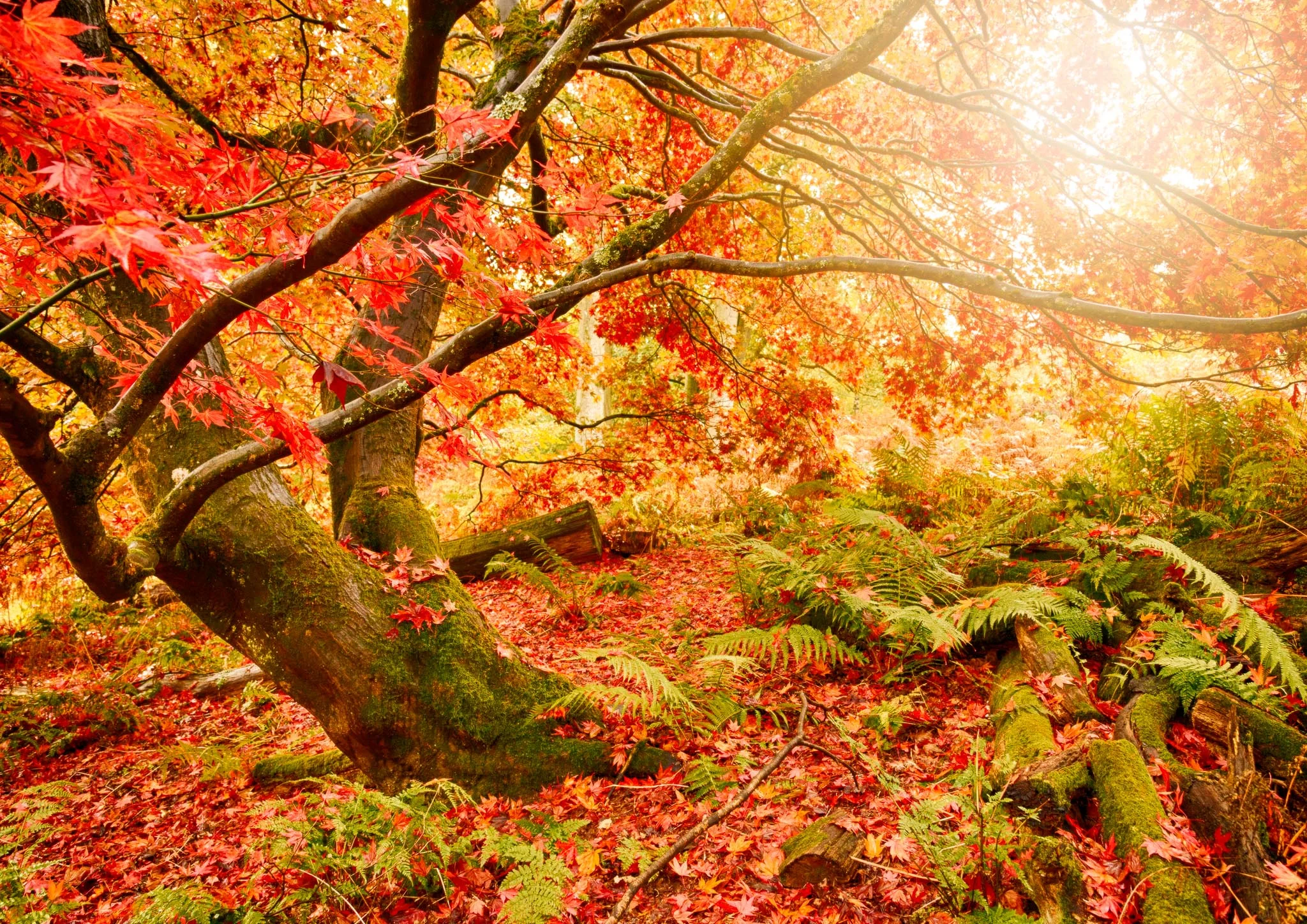 Red Autumn I
