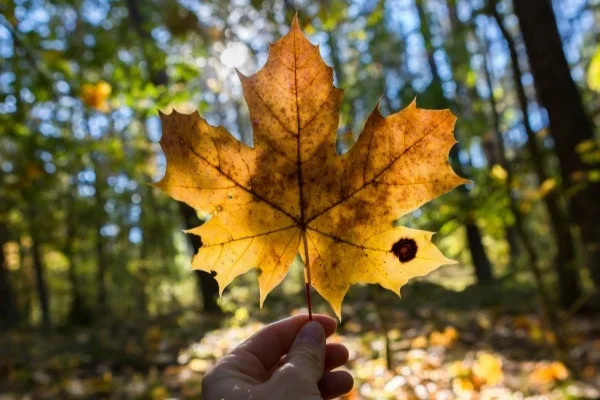 beautiful-autumn-leaf-optimised.jpg