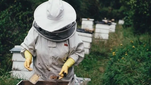 Bees-Featured-800x380.jpg