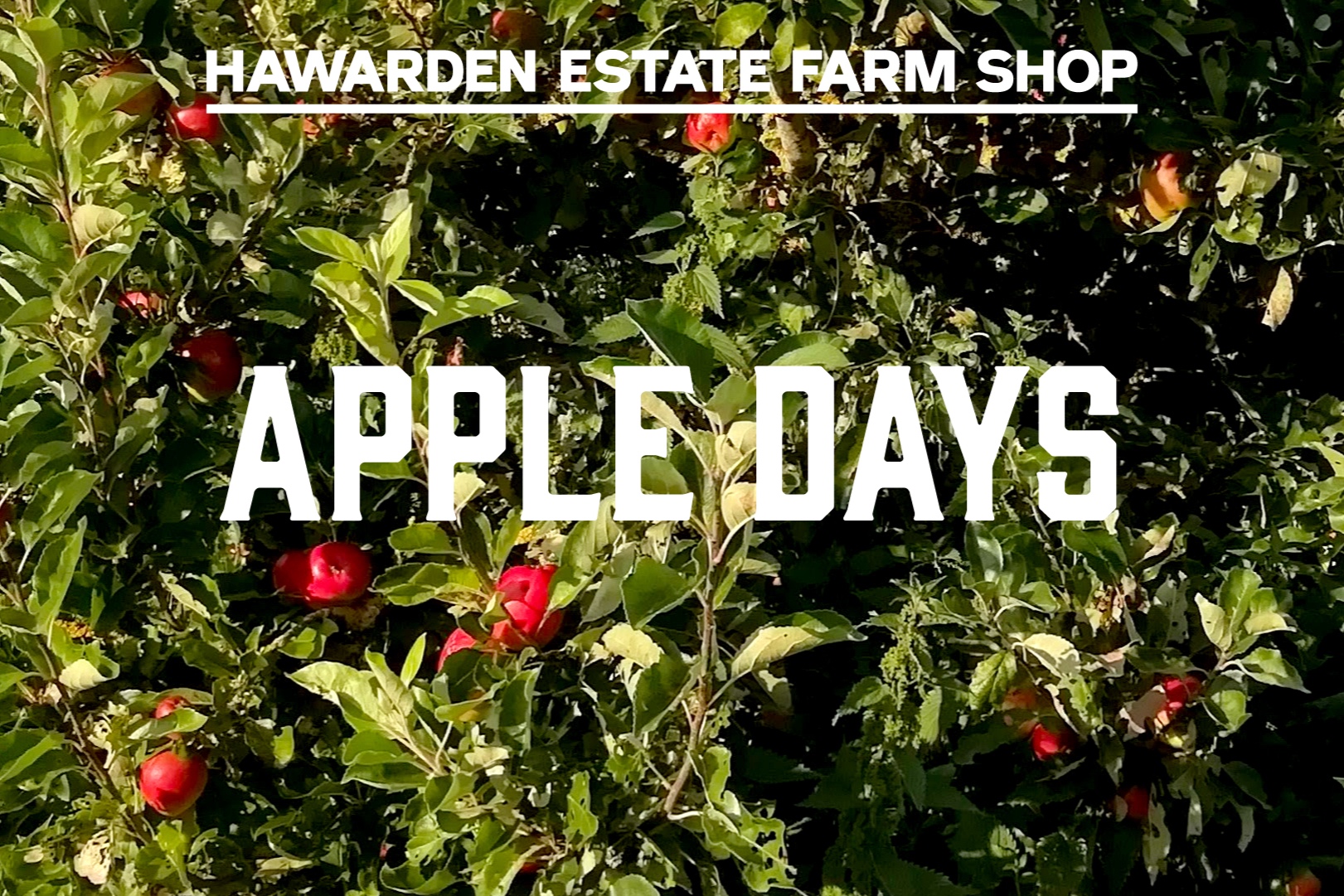 HEFS-apple_days-Artboard_1_copy.jpg