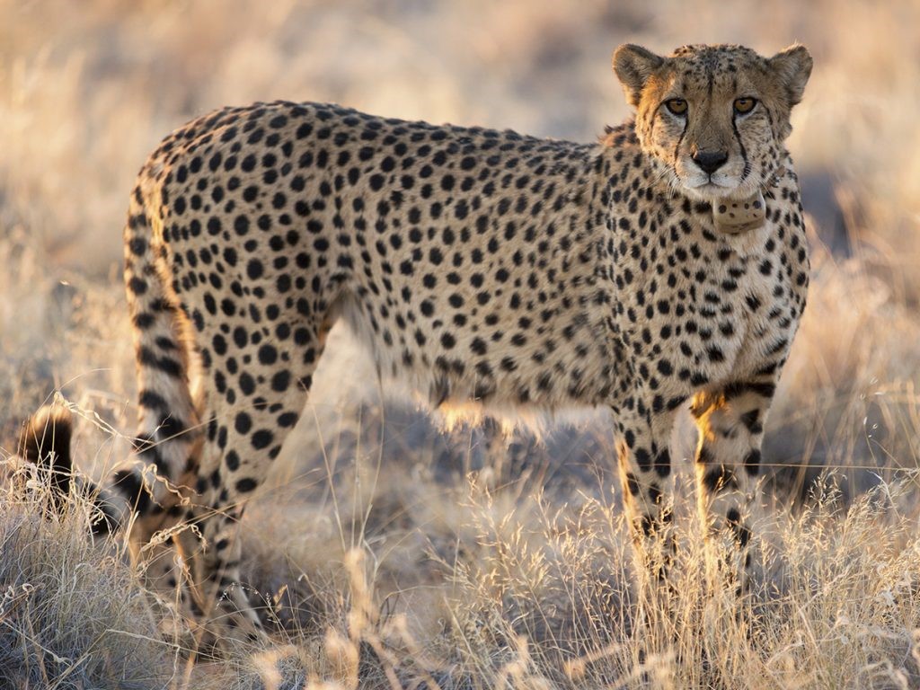 Namibia III.jpg