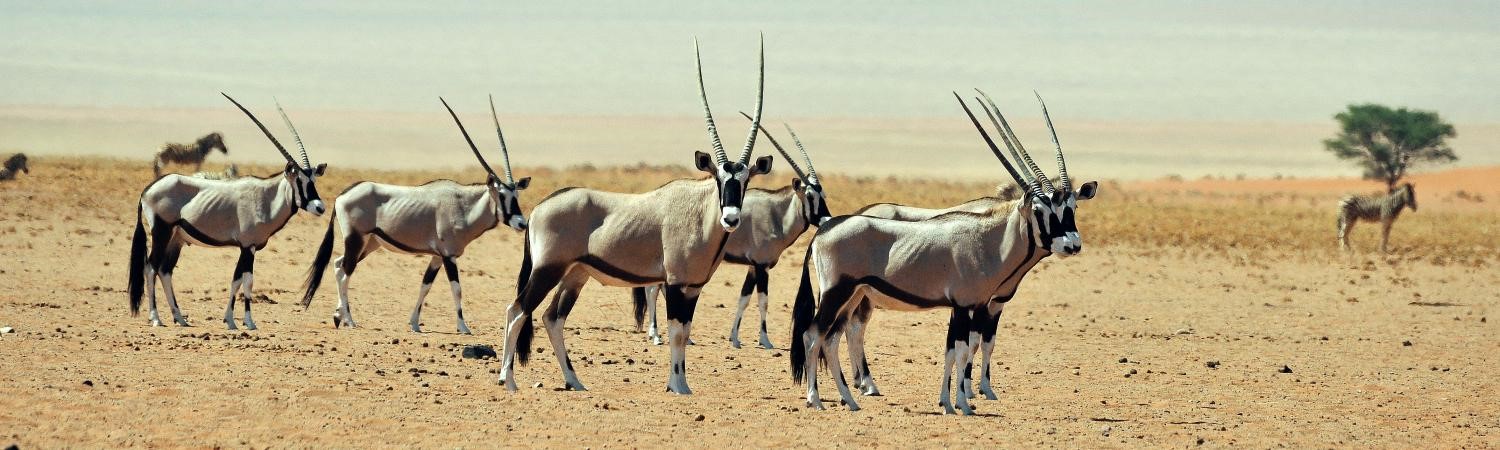 namibia IV.jpg