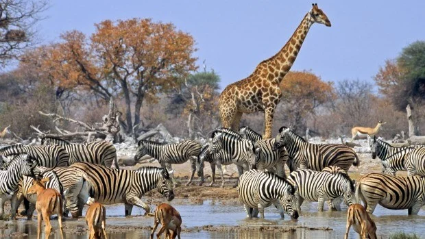Namibia VII.jpg