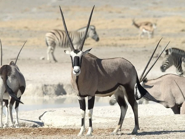 namibia VIII.jpg