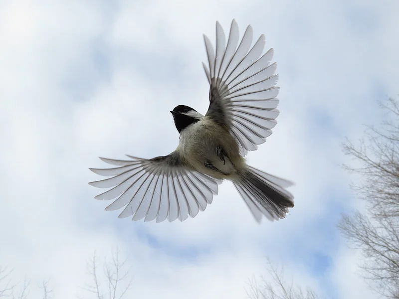 chickadee.jpg