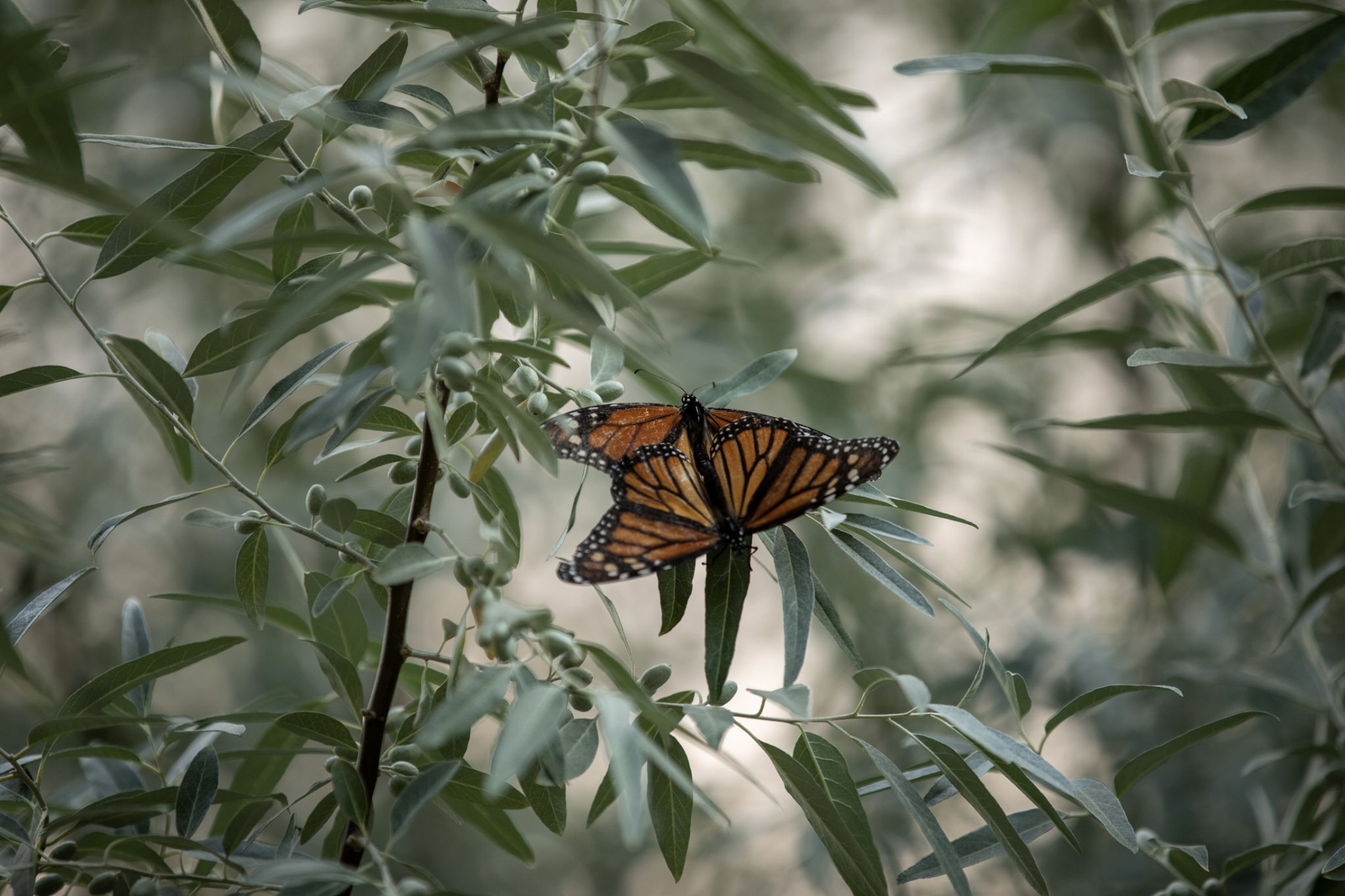 Butterflies.jpeg