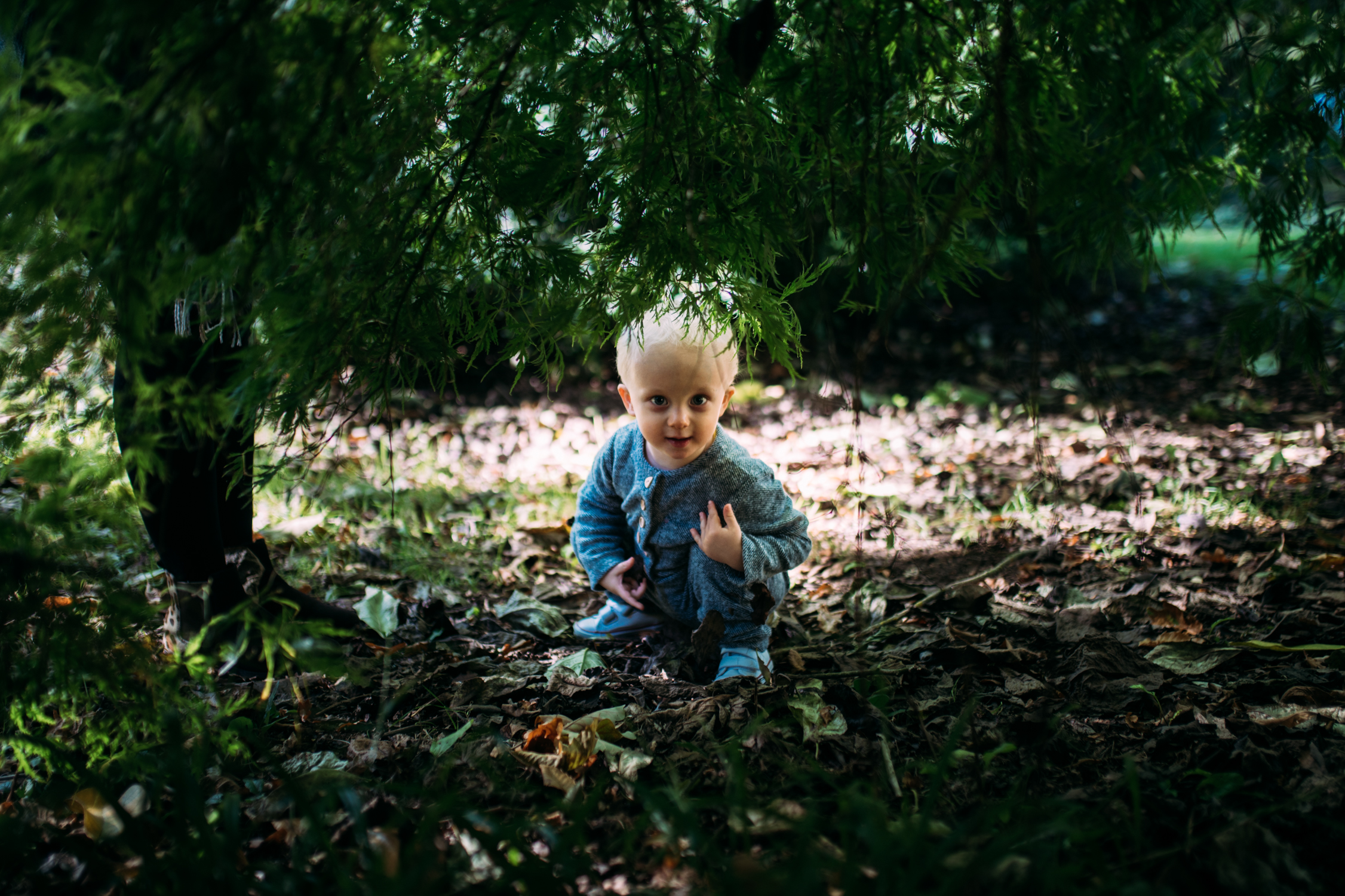 A toddler crouches down and peers underneath a tree looking directly ar the camera during autumn family photo shoot at Westonbirt Arboretum.