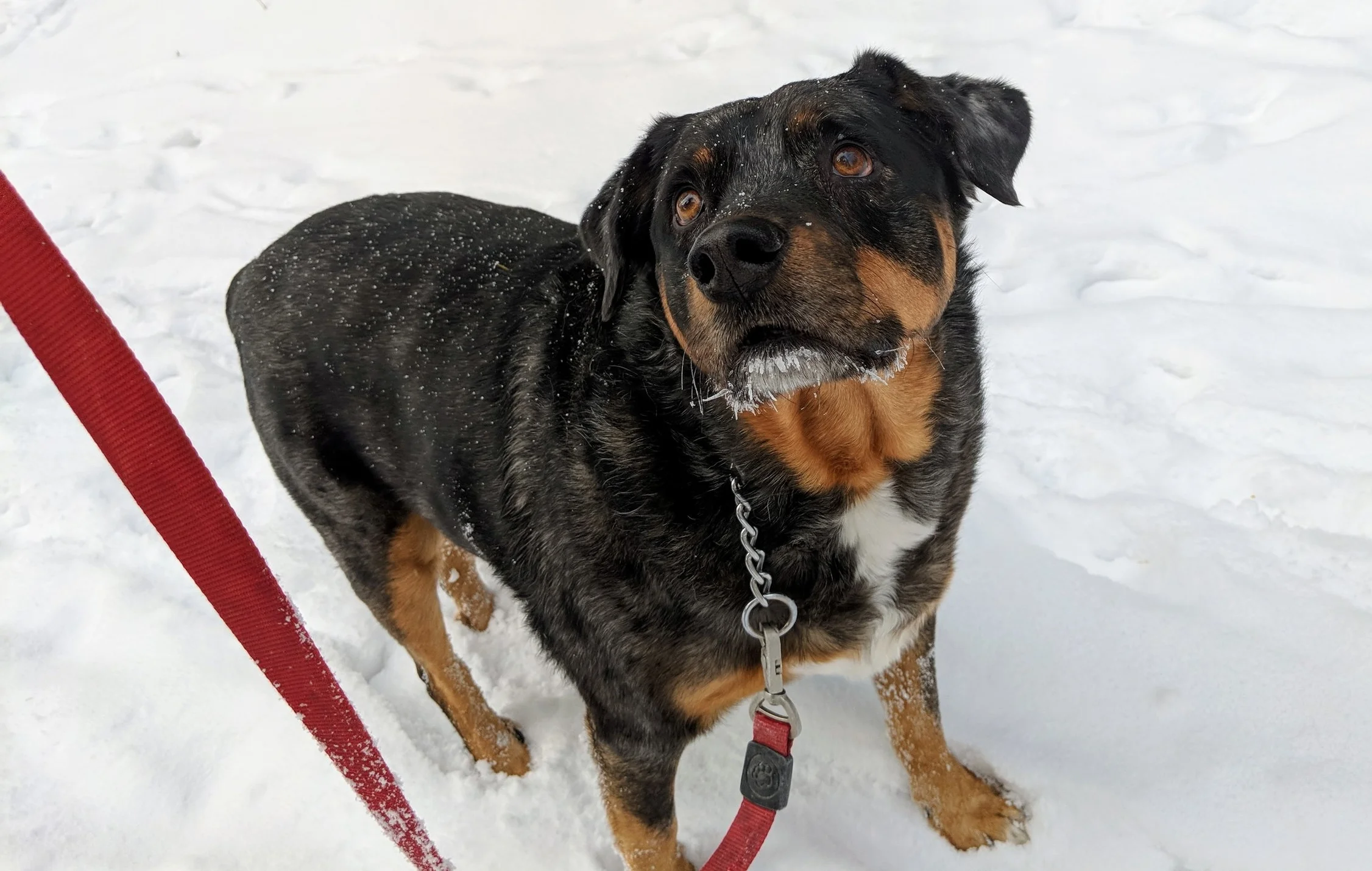 Chewy enjoying the snow on our recent trip to Michigan. (December 2017)
