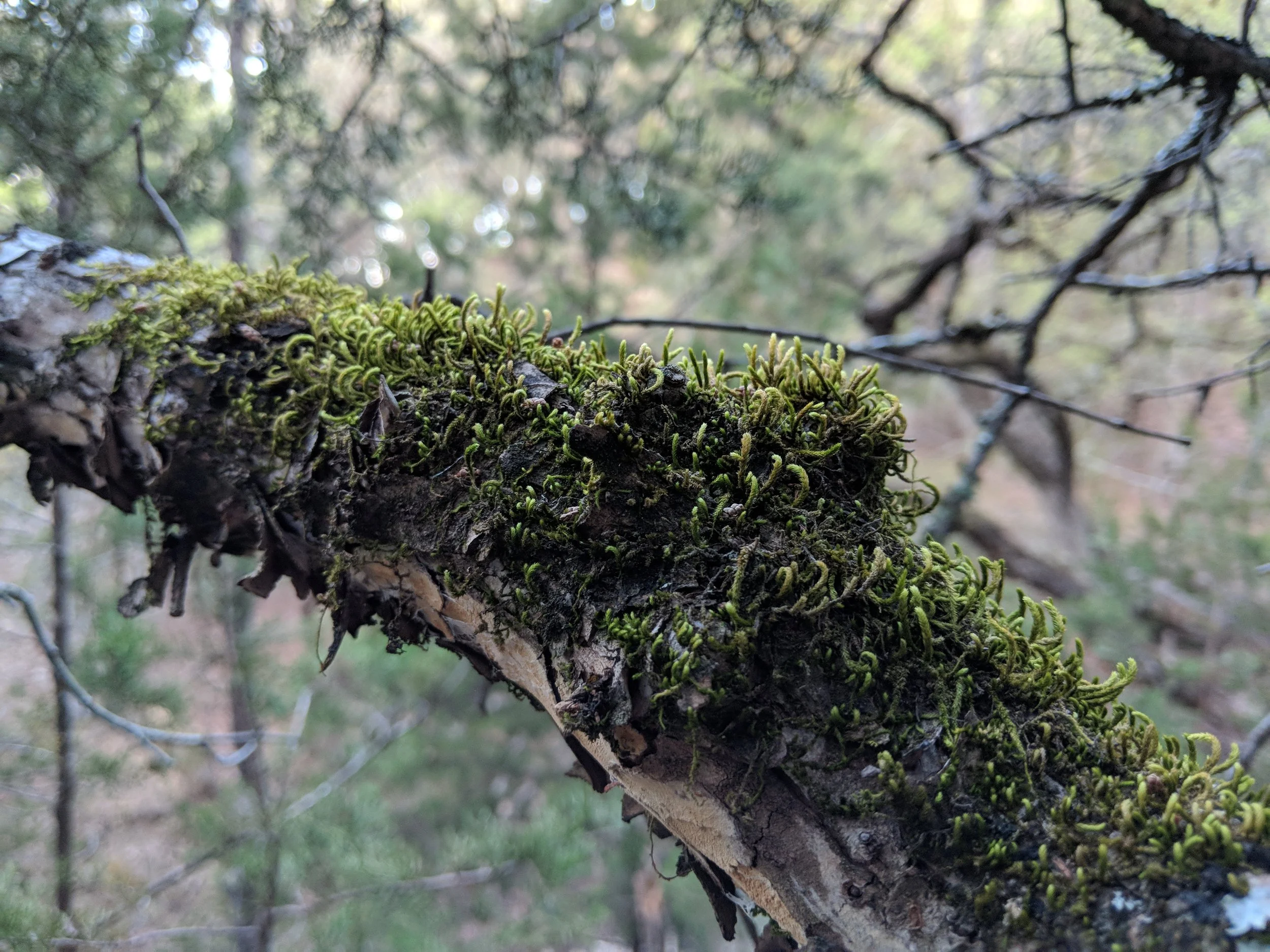 MVIMG_20180324_080416.jpg