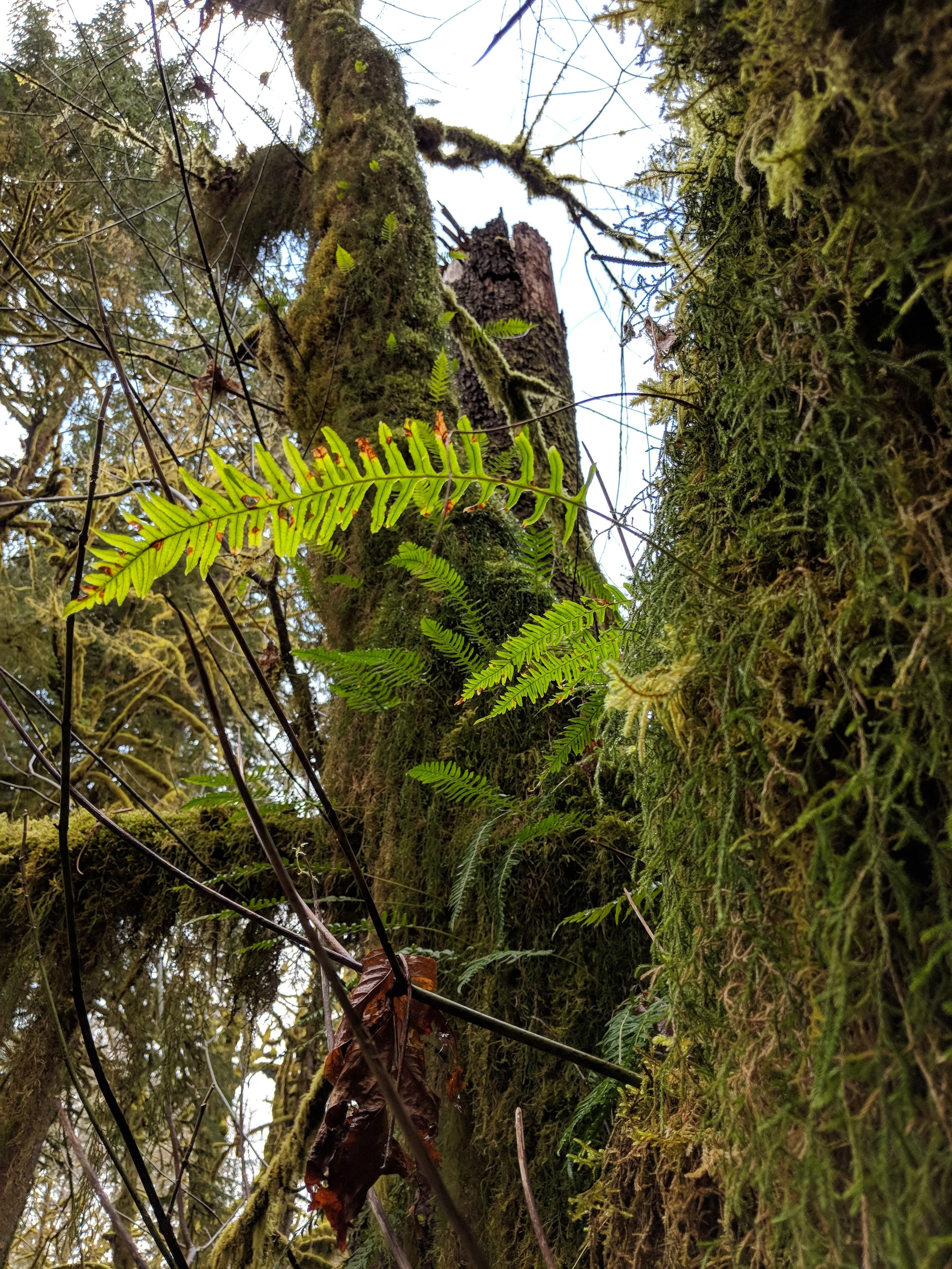 As you walk or drive through, you'll notice how these plants all live together - dependant on one another for survival.