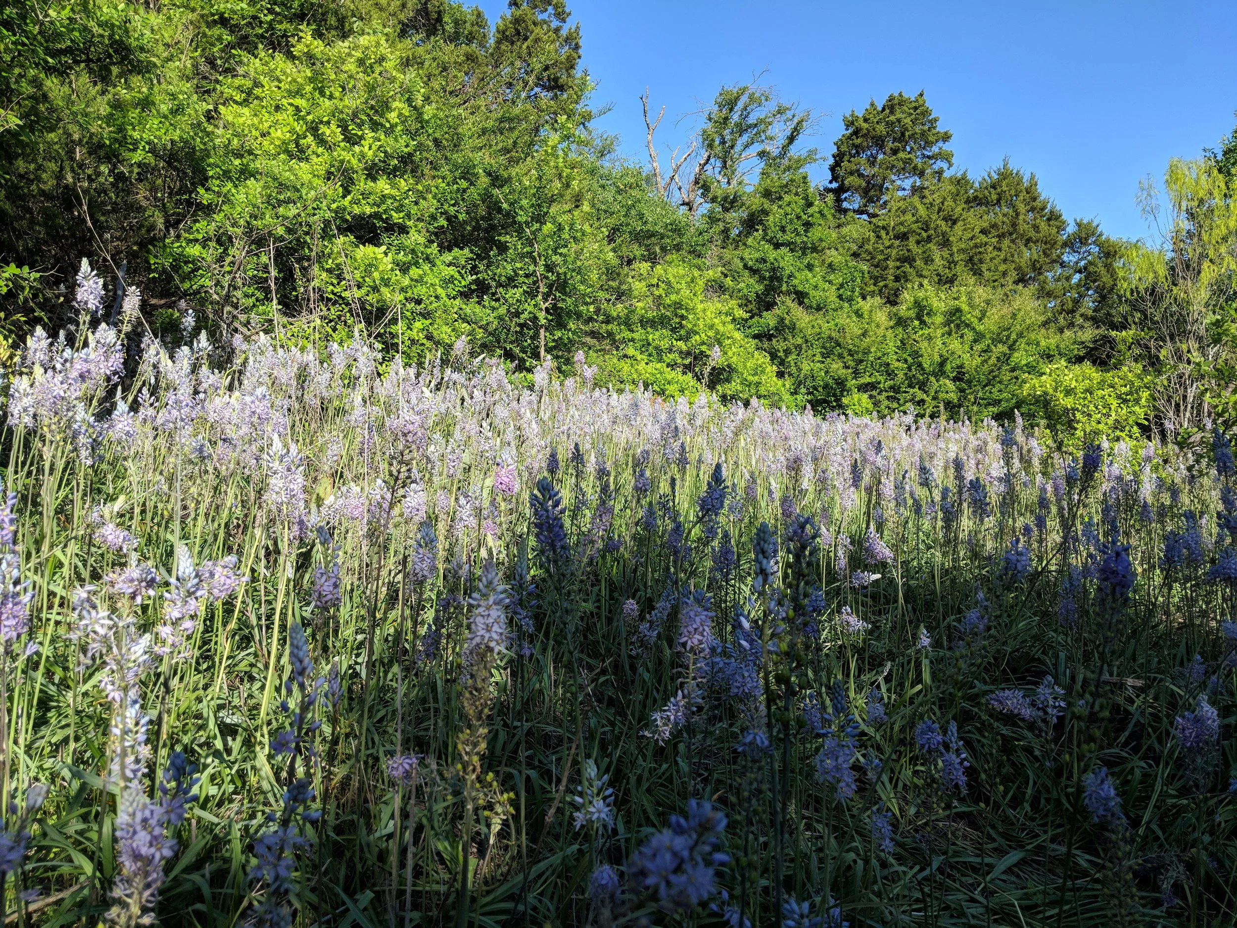 MVIMG_20180415_085114.jpg