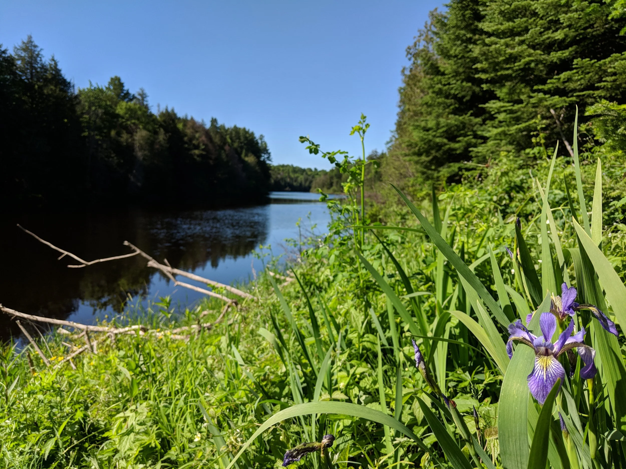 An Iris and a view of the Tahquamenon River