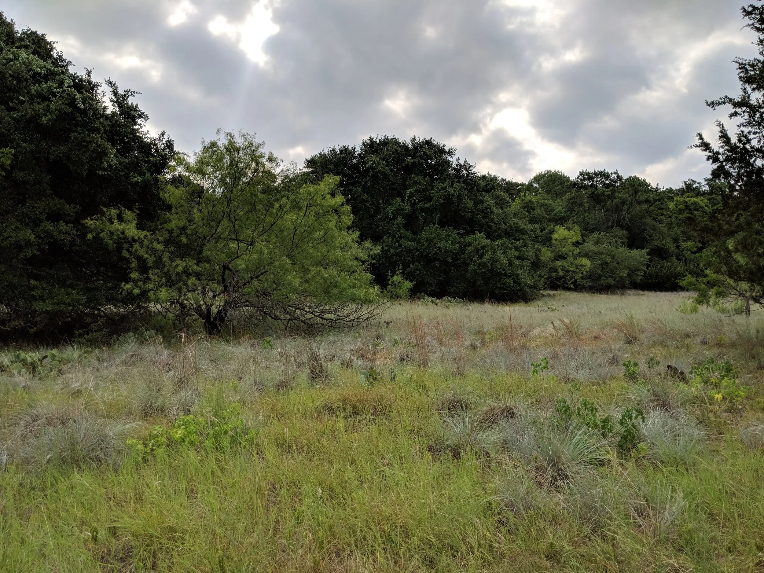Can you spot the deer? ALWAYS watching...