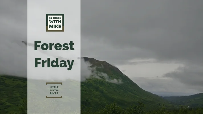 Forest Friday 8.31.18.jpg