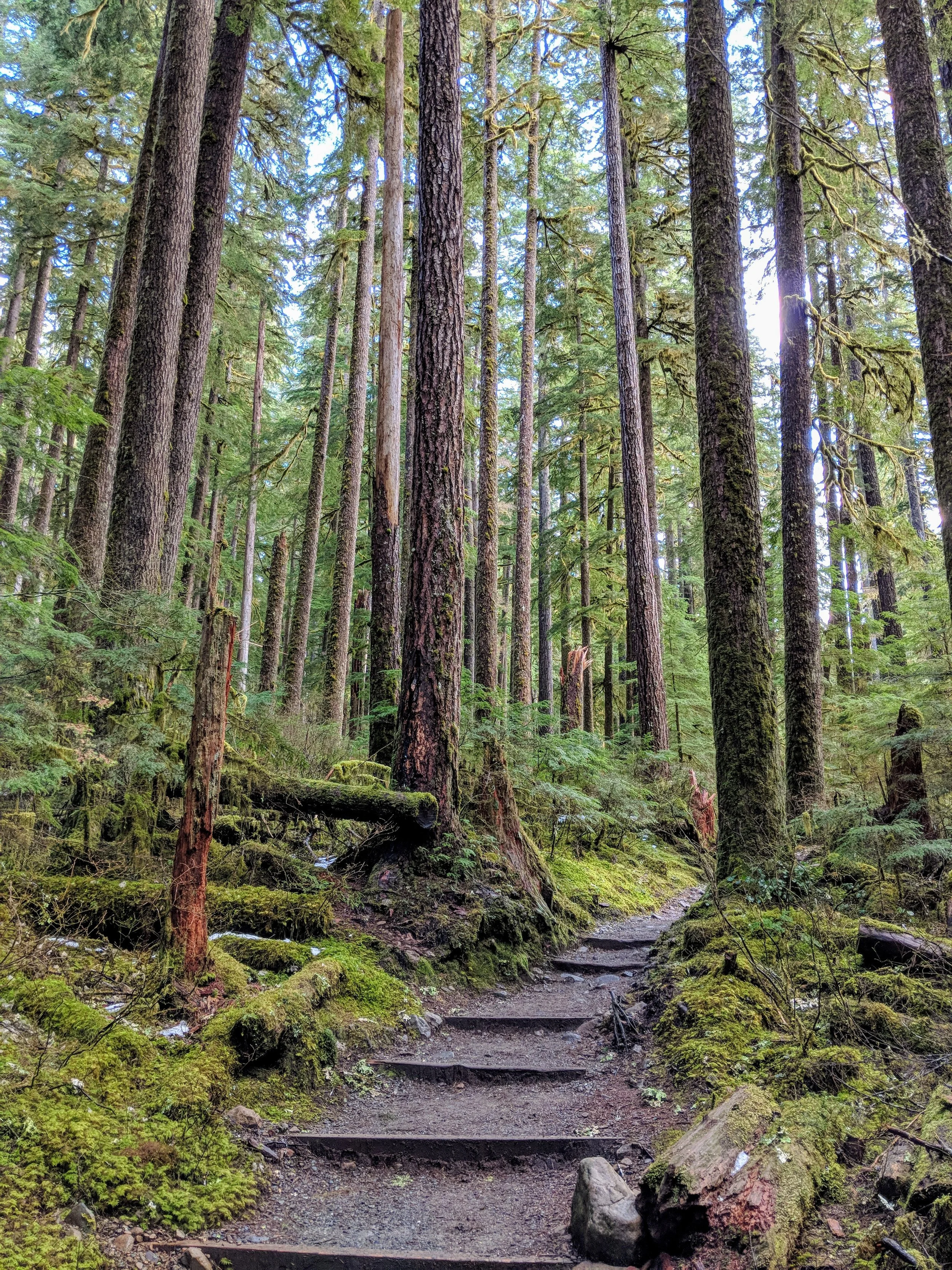 At peace among the trees on the trail to Sol Duc Falls