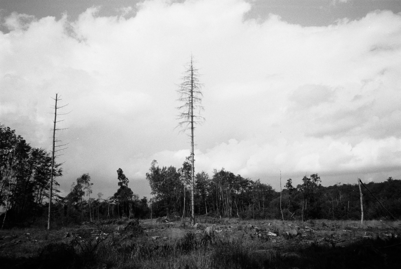15082019_AgfaAPX_59.jpg