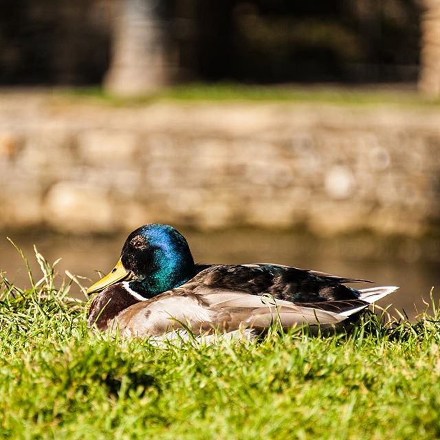 Sunbathing. #duck #bird #birds #feather #animal #animals #cotswolds #unitedkingdom #uk #naturephotography #photography #nikon #d3