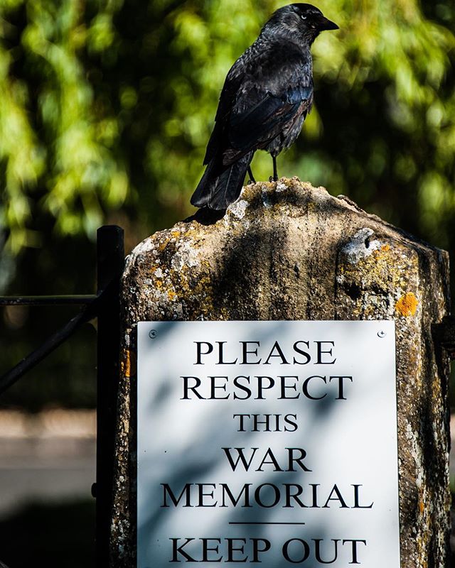 That disrespect though. #raven #birds #bird #memorial #respect #animals #cotswolds #unitedkingdom #uk #naturephotography #photography #nikon #d3