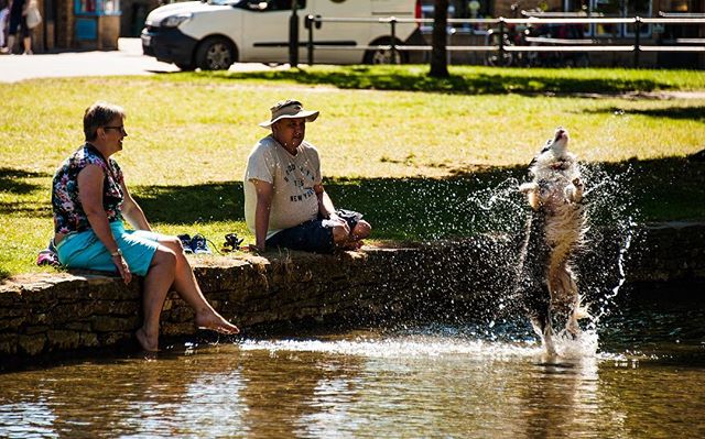 Dog: best day ever! #dog #dogs #pet #animal #animals #happy #fun #play #canal #water #splash #outdoors #cotswolds #streetphotography #photography #nikon #d3