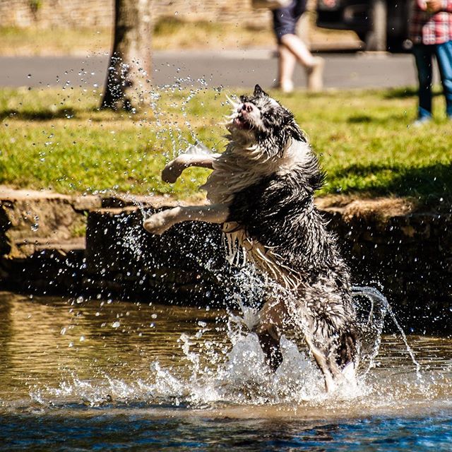 More shots of the happiest dog in the world. #dog #dogs #pet #animal #animals #happy #fun #play #canal #water #splash #outdoors #cotswolds #streetphotography #photography #nikon #d3