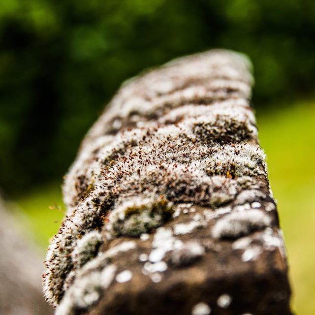 Funky fungus. #fungus #fungi #mycelium #nature #cotswolds #unitedkingdom #uk #countryside #photography #nikon #d3