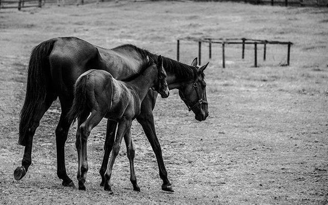 Race horses. #horse #horses #pony #ponies #animal #animals #bibury #cotswolds #unitedkingdom #uk #countryside #photography #bnw #bnwphotography #noir #nikon #d3