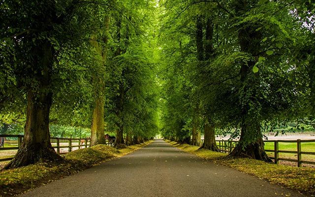 So much green ^^ #trees #road #street #green #cotswolds #unitedkingdom #uk #countryside #photography #nikon #d3