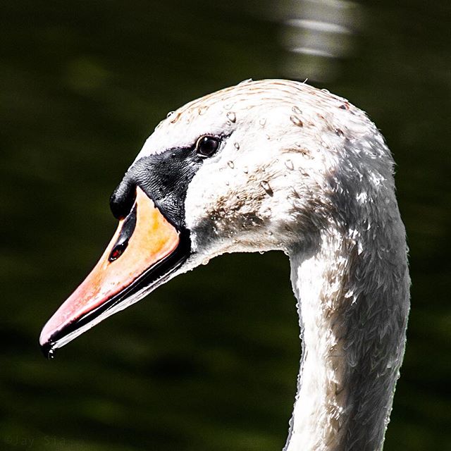 #swan #bird #birds #feathers #cotswolds #uk #nature #naturephotography #wild #wildlifephotography #photography #photooftheday #nikon #d3