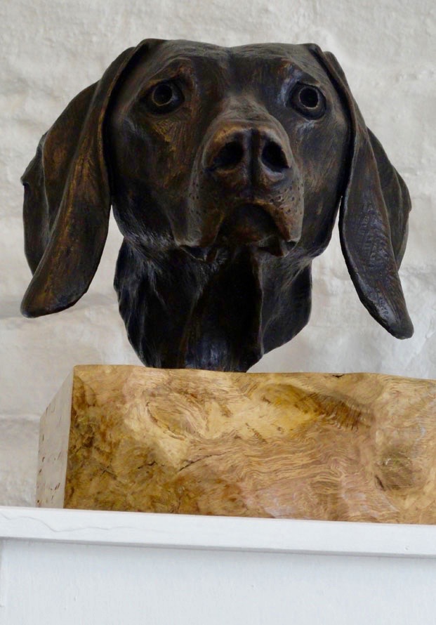 Weimaraner on Burr Oak