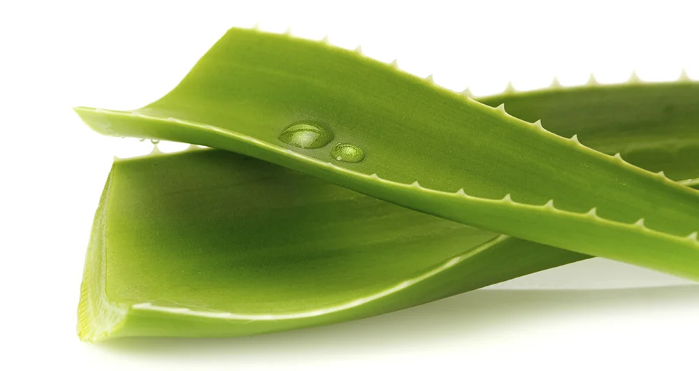 Aloe leaf