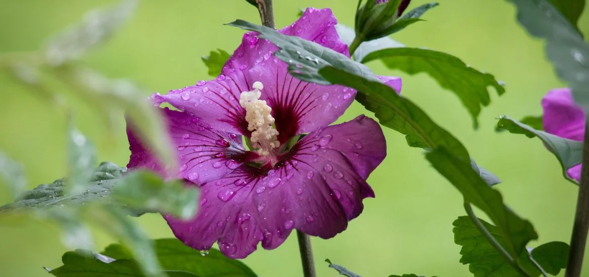 hibiscus-938103_1920-1170x550.jpg