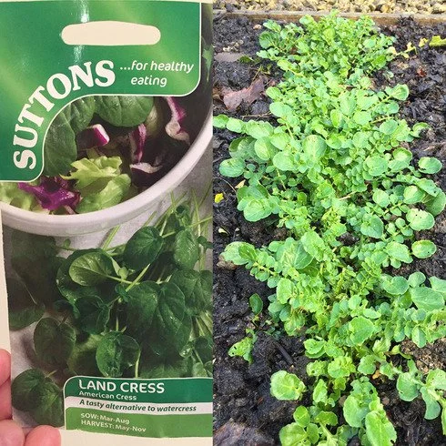 watercress-1.jpg