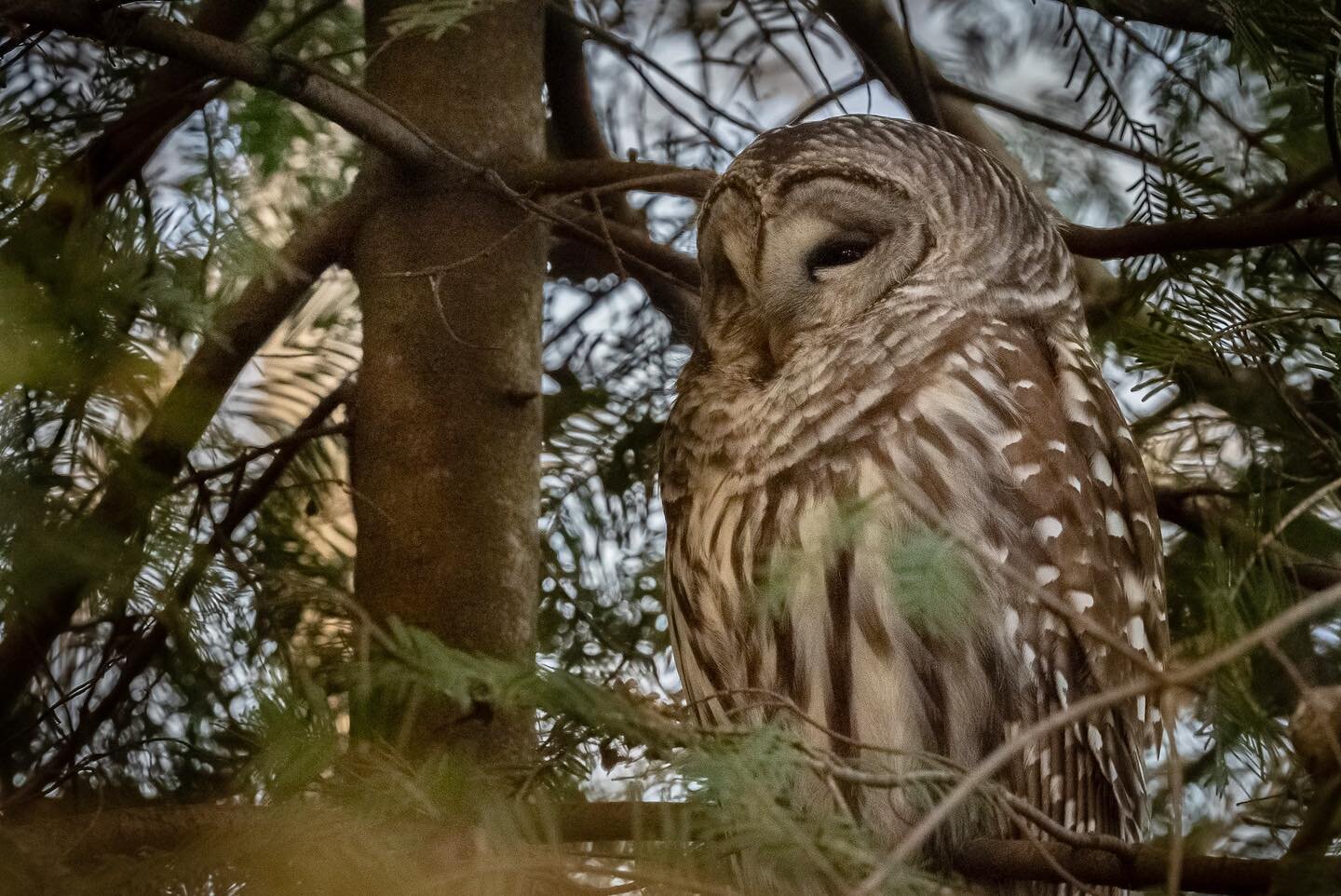 Owl spotting 🦉

#owl #barredowl #birding