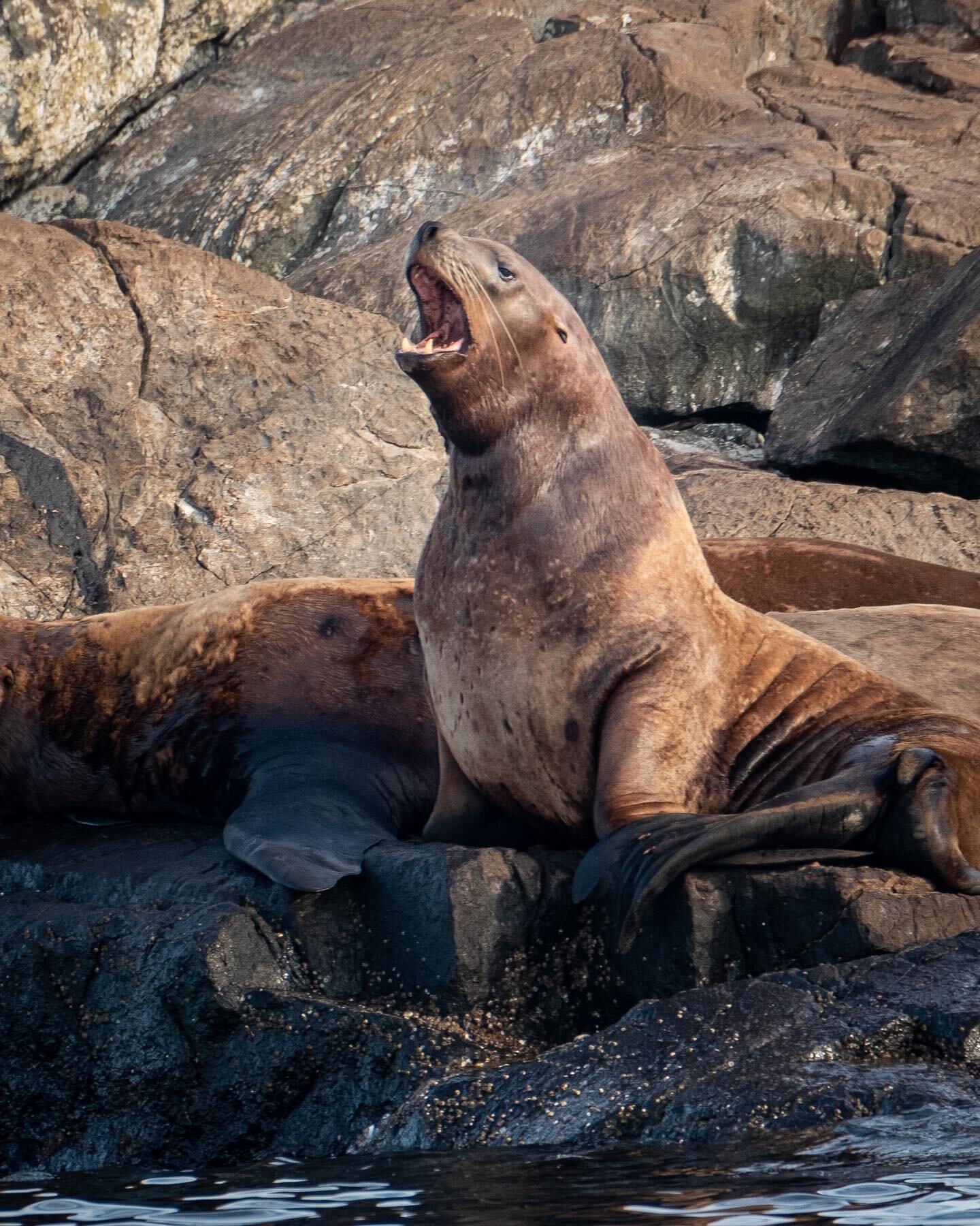 Sea Lion 🗣