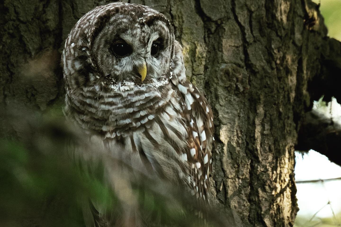 Another barred owl from my encounter the other day.