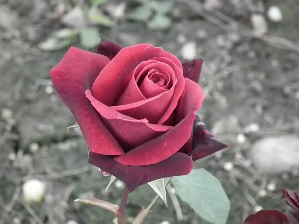Deep Secret - Hybrid Tea  Parkside Nursery Rose Growers