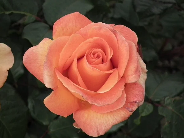 Doris Tysterman - Hybrid Tea Rose