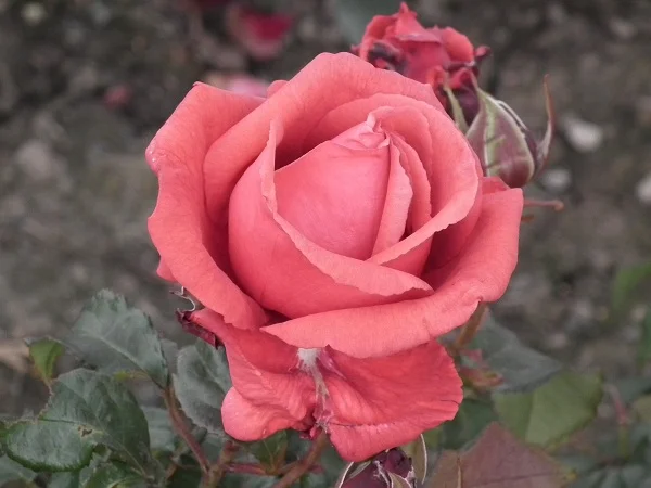 Fragrant Cloud - Hybrid Tea Rose