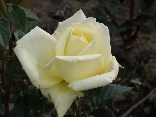 Grandpa Dickson - Hybrid Tea Rose